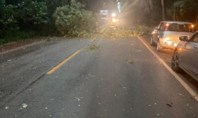 Temporal derruba árvores e causa bloqueios na ERS-342 entre Ijuí e Cruz Alta