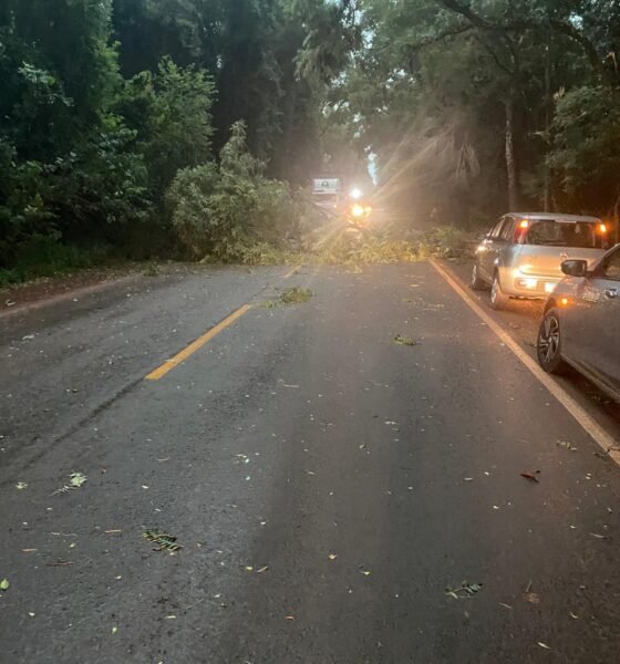 Temporal derruba árvores e causa bloqueios na ERS-342 entre Ijuí e Cruz Alta