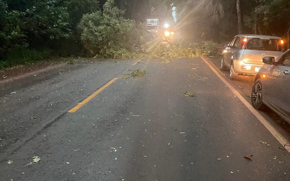 Temporal derruba árvores e causa bloqueios na ERS-342 entre Ijuí e Cruz Alta